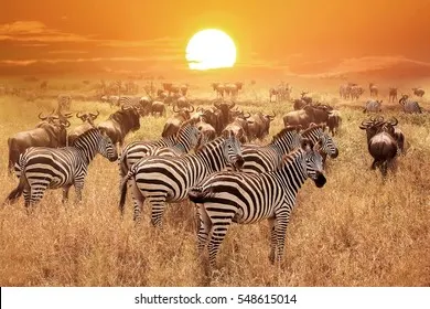 Safari por el Serengueti Central 2026 – 7 días / 6 noches